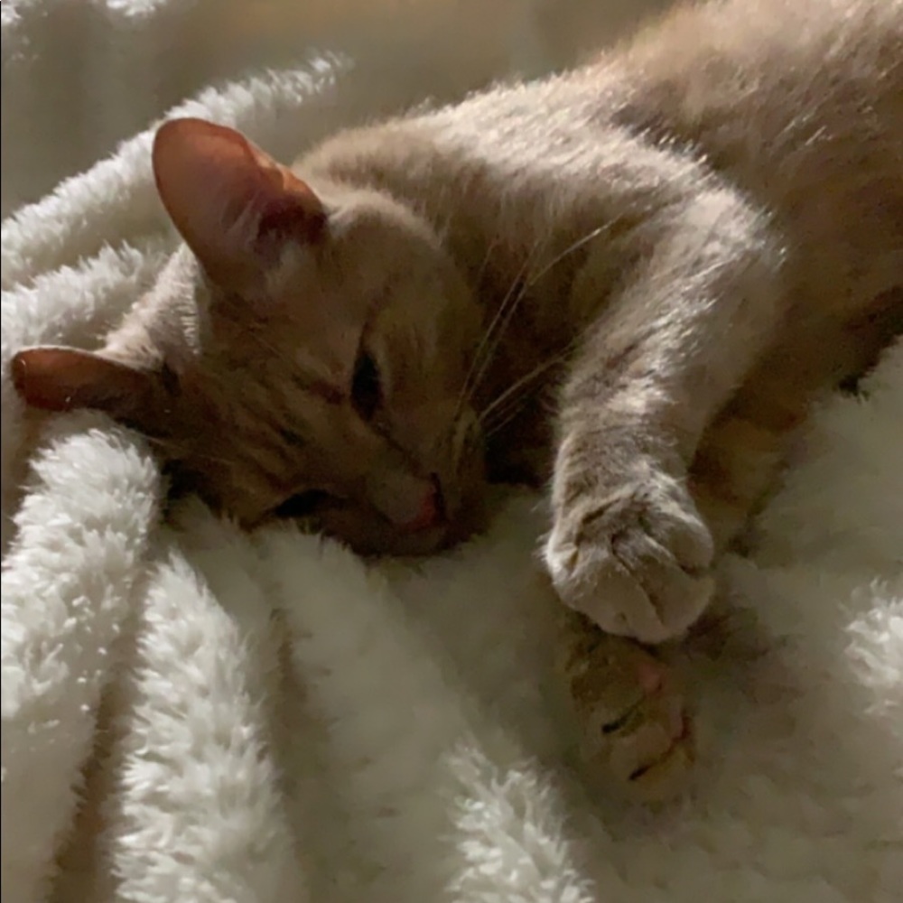 Meet your Posher, Melody